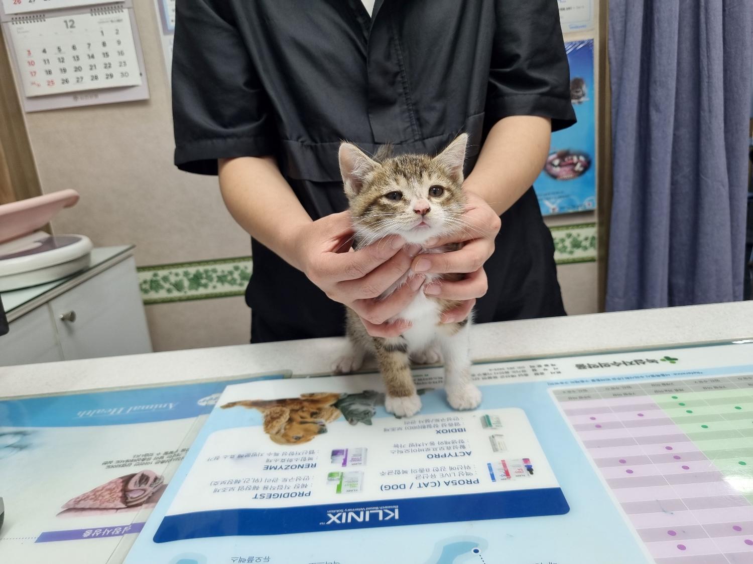 대구시수의사회(보경)_427343202300979